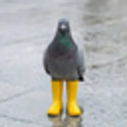 Pigeon