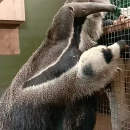 MIGUEL