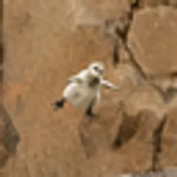 flappy