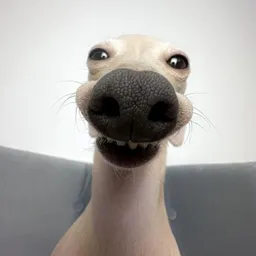 RUFUS