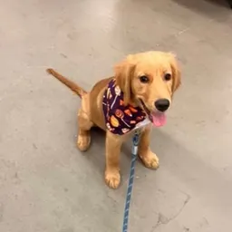 PUPPY