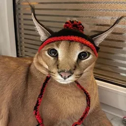 CATWIF