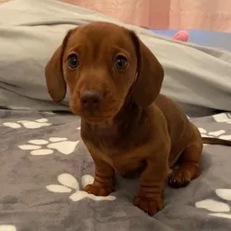 HENRYPUP