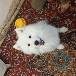 Samu
