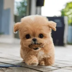 Mignon