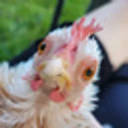 BAWK