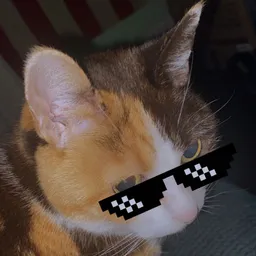 K.T