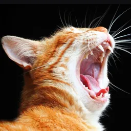 RCAT