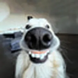 GOOF