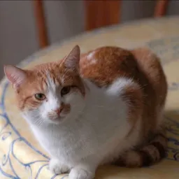 Cheifpussy