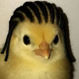 chigga