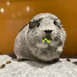 ぎGin