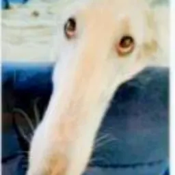 MDOG