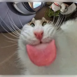 LICKYCAT