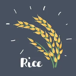 Rice