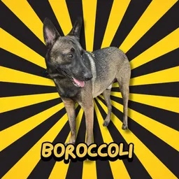 BROCCOLI