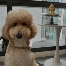 baobao