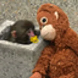 BabyPunch