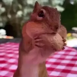 Cashew