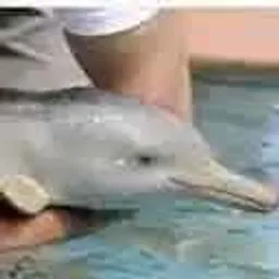 Baiji