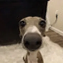 BOB