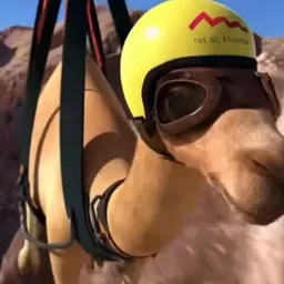 ZIP