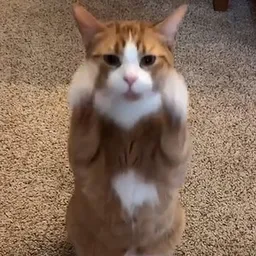 CLAP
