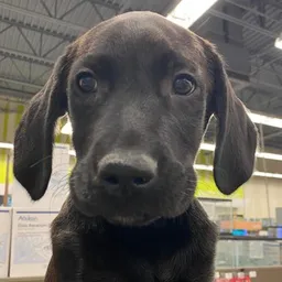 BATPUP