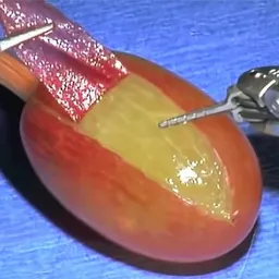 GRAPE