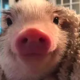 PIG