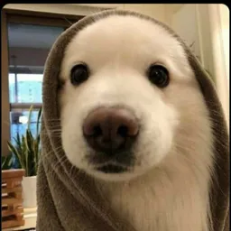 CHADCTO