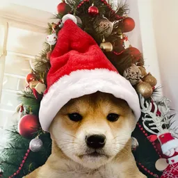 WIFMAS