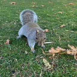 Squiciii