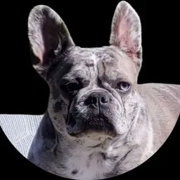 ELLA