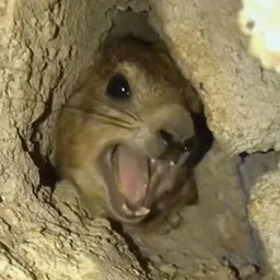 Screaming Hyrax token logo