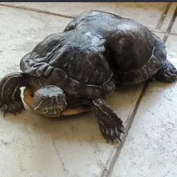 PTURT