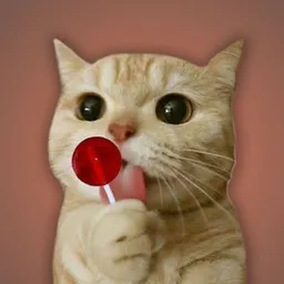 $LOLLICAT