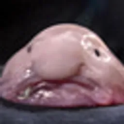 Blob