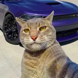 ALPHA