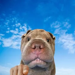 BOY