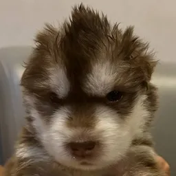 LABUBU