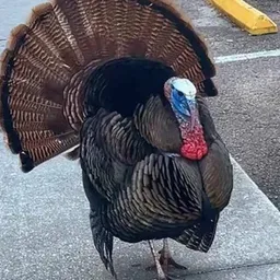 Tom
