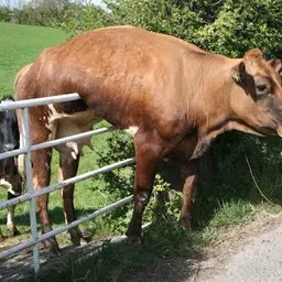 STUCK