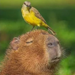 CAPYBARA