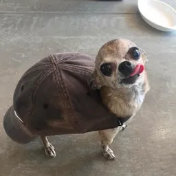 CAPDOG