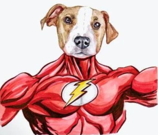 FLASHFLOKI