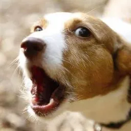 WOOF