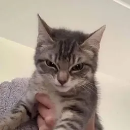 ANGYCAT