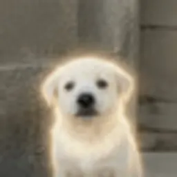 강도리