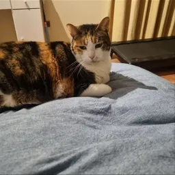 MIMI 